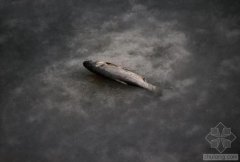 中國水污染問題很嚴(yán)重 帶您簡單看幾個案例(圖文) 中國水污染問題很嚴(yán)重 帶您簡單看幾個案例(圖文)
